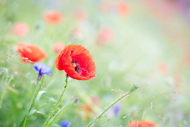 A selective focus of red poppies blooming in a field