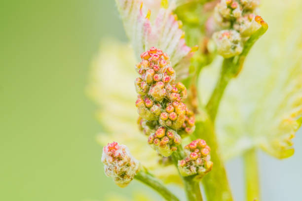 istock Macro shot of a young grape leaves in a vineyard 1455682327