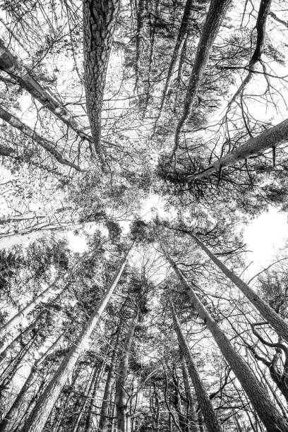 istock Low angle of tall pine forest during winter 1455682388