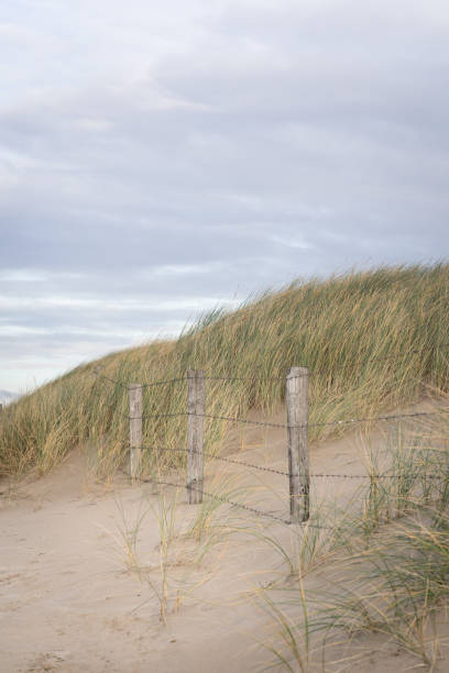 istock Beautiful view of sand dunes on the beach under a cloudy sky 1455682536