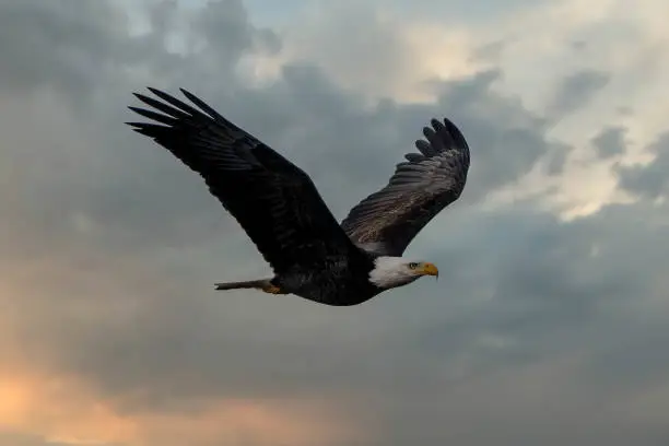 Photo of Majestic bald eagle flying high in the sky