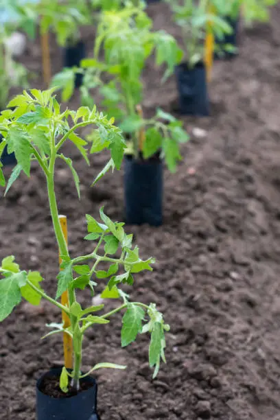Tomato seedlings in containers on soil are prepared to be transplanted  into ground  in greenhouse, gardening and growing tomatoes concept, copy space