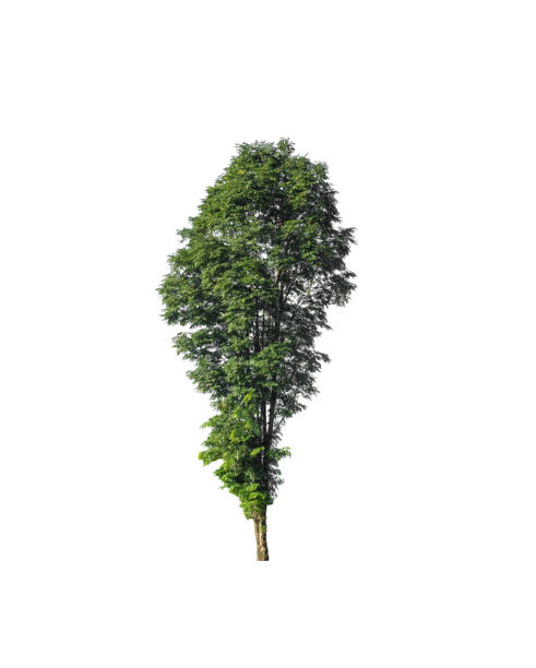 istock tree isolated on white background with clipping path and alpha channel 1455684450