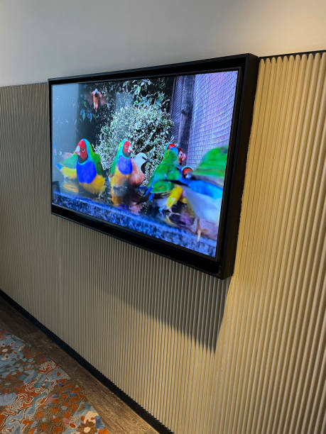 Stock photo showing close-up view of a television screen saver on wall hung smart screen showing male red-head Gouldian finches in a planted aviary, perched on the side of a bird bath with a Parsons finch flying in mid-air. imagen en primer plano de la pared colgada protector de pantalla de smart television de una bandada de pinzones de gould salpicando agua en un baño de pájaros, pinzón parsons volando, papel de pared texturizado de concertina, concepto de vida doméstica