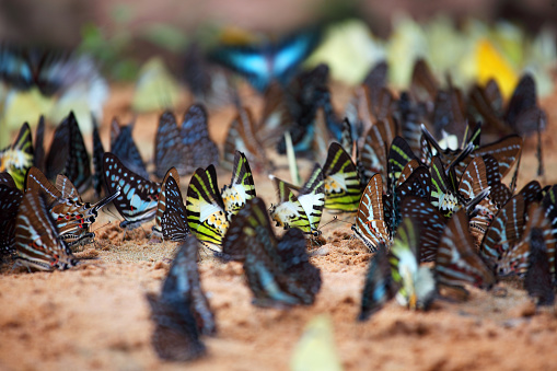 group of butterfly suck up minerals in the ground and flying in nature.