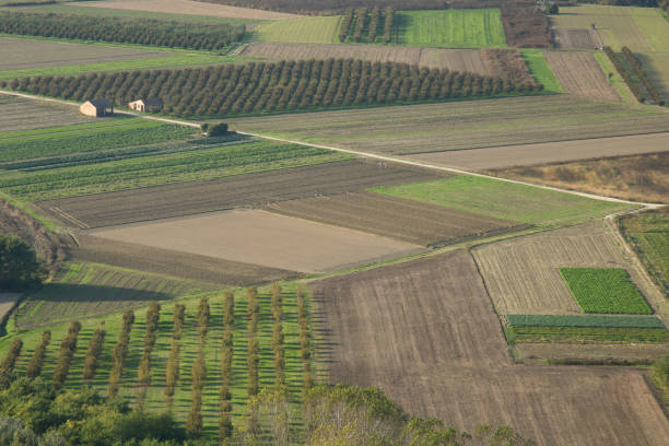 istock Top view of cultivated fields. 1455685958