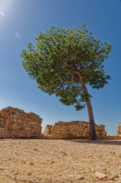 istock Conifer in front of an old wall and blue sky 1455686203