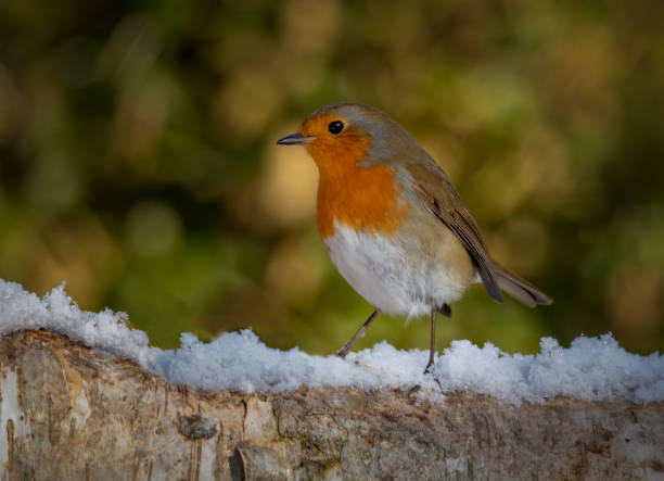 istock Closeup of a Christmas Robin on a winter day 1455686543