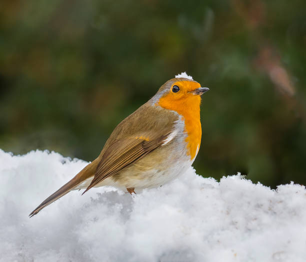 istock Closeup of a Christmas Robin on a winter day 1455686545