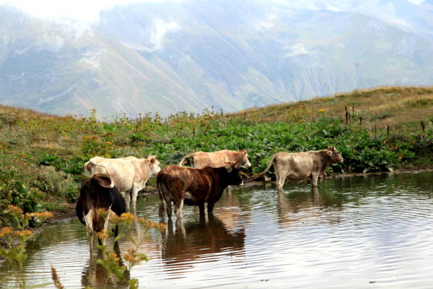 istock Cows drinking water in the small lake in the countryside 1455687246