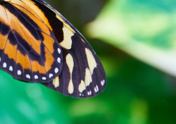 istock butterfly wings close up 1455687460