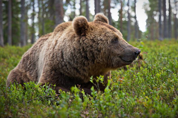 istock Big brown bear in the forest in Finland 1455687482