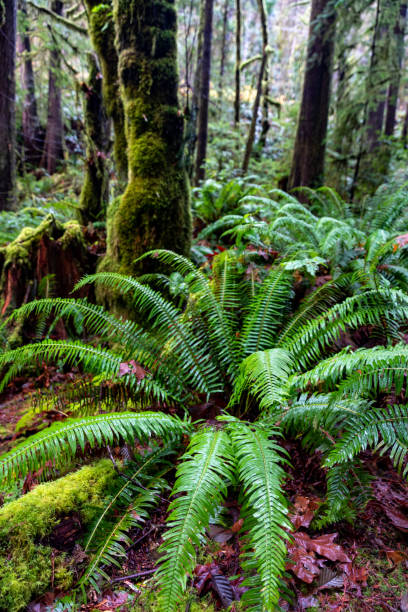 istock Closeup of a Fern 1455687533