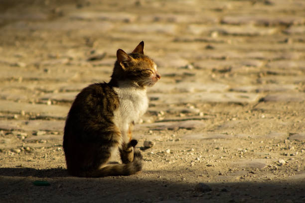 A side closeup of a kitten sitting on the ground