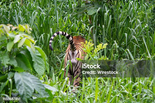 istock Back view of an Indochinese Tiger on a field in Thailand 1455687841