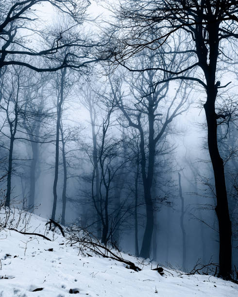 istock Vertical shot of a forest covered in snow 1455688391