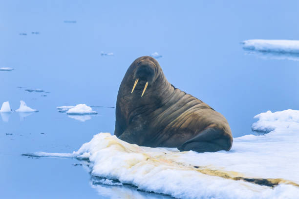 istock Big Walrus on a sea ice in Arctic ocean 1455689228