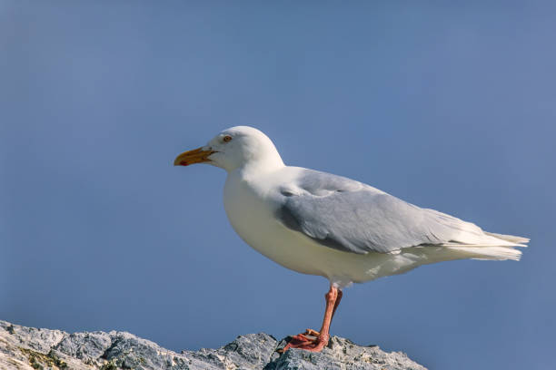 istock Glaucous gull at a rock in Svalbard 1455689374