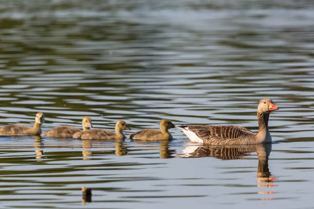 istock Greylag geese with goslings 1455689542