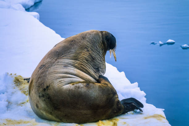istock Big Walrus rest on the ice at sea 1455689799
