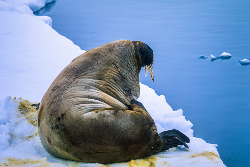 Big Walrus rest on the ice at sea