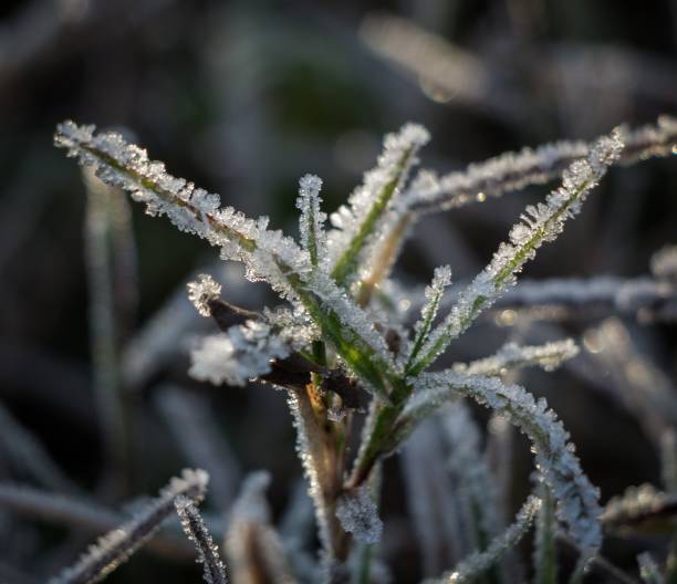 istock Closeup of the frozen plants with a beautiful pattern. 1455689860