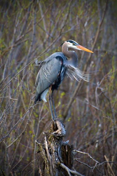 istock Vertical shot of a great blue heron perched on a stump 1455689938