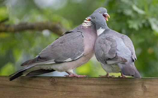 A close-up shot of two pigeons whistling on each other perched o a wooden fence in the park