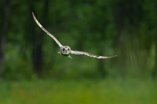 istock Selective focus shot of a flying short-eared owl in a park 1455690181