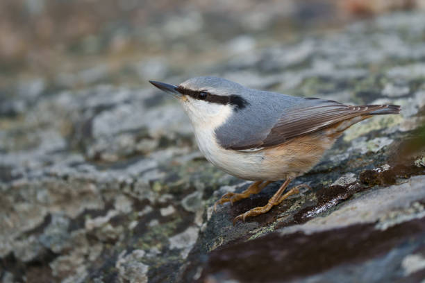 istock Closeup shot of a Eurasian Nuthatch bird on a branch 1455690241