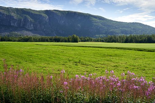 A bright green field with blooming flowers and mountains in Alta, Norway