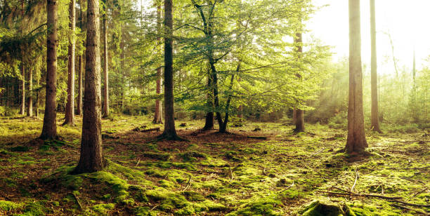 istock Bright summer day with the sun rays shining over the lush greenery in a forest 1455690552