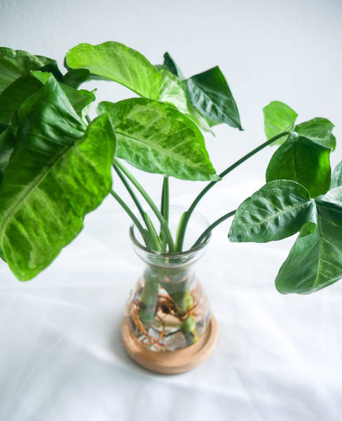istock plant grown in water in reusable glass bottle. 1455690621