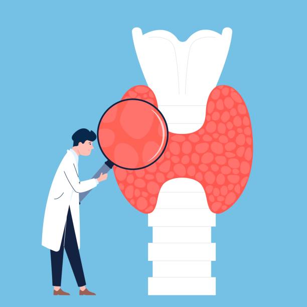 Endocrinology check up, doctor exam thyroid with magnifying glass. Health and pathology compare, disease and medical support recent vector concept Endocrinology check up, doctor exam thyroid with magnifying glass. Health and pathology compare, disease and medical support recent vector concept of exam endocrine thyroid illustration thyroid gland stock illustrations