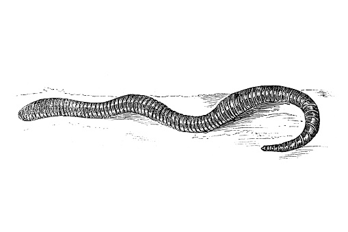 The Lumbricidae are a family of earthworms ,Earthworm (Lombricus Agricola)