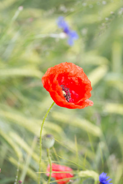 istock Vertical shot of a red poppy 1455691577