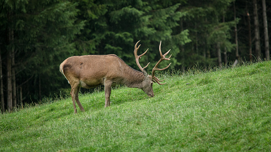 A red deer (cervus elaphus) grazing in the field with green grass.
