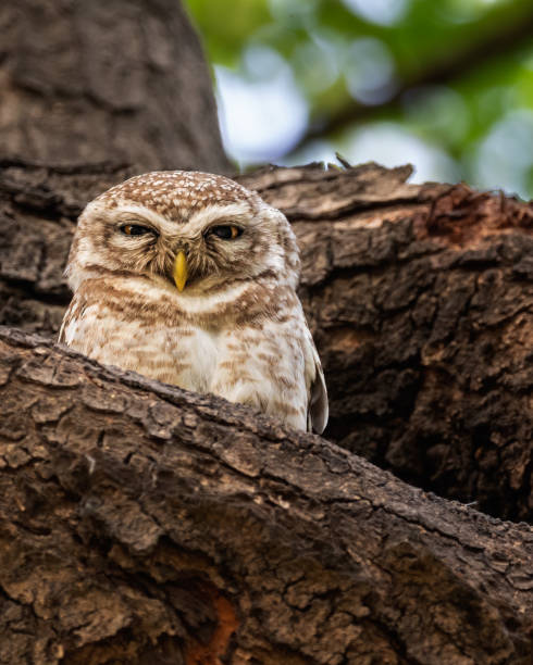 istock Spotted Owl in its nest 1455691822