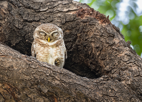 Spotted Owl sleeping on one leg outside its nest