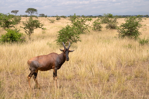 A closeup of a Topi in Ishasha National Park, Uganda