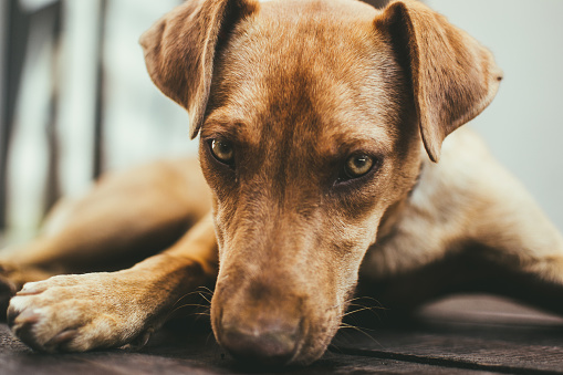 A closeup shot of a brown dog