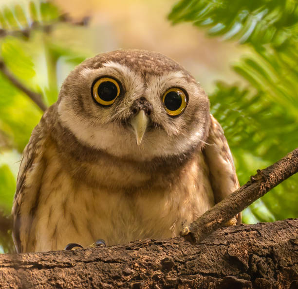 istock A spotted Owl looking in Camera with surprise 1455692859