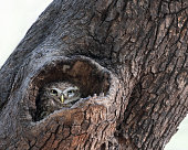 Spotted Owl looking out from its nest in a tree hollow