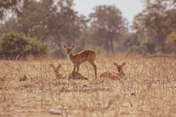 istock Selective of antelopes in a field 1455693143