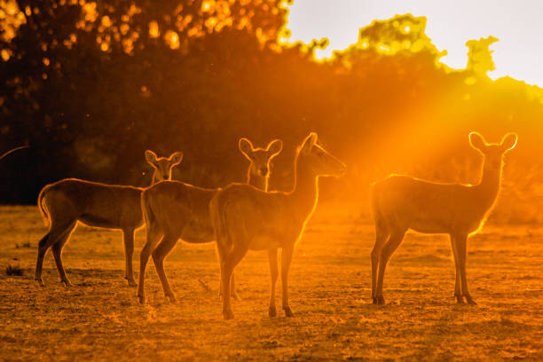 istock Selective of antelopes in a field on the sunset 1455693152