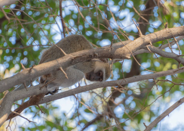 istock Selective of a monkey on a branch 1455693167