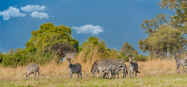 A heard of zebras in a field
