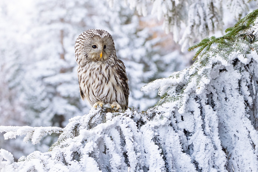 A closeup of an ural owl perched on a tree branch covered wit snow during winter