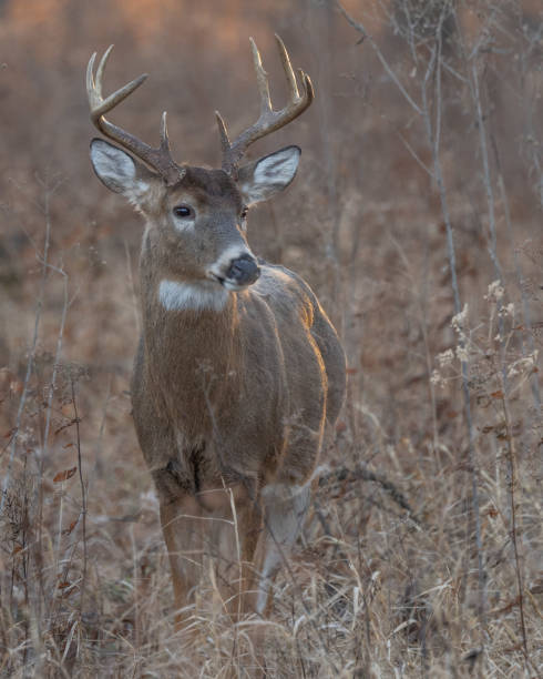 istock Closeup of a deer on a grassy brown field 1455693502