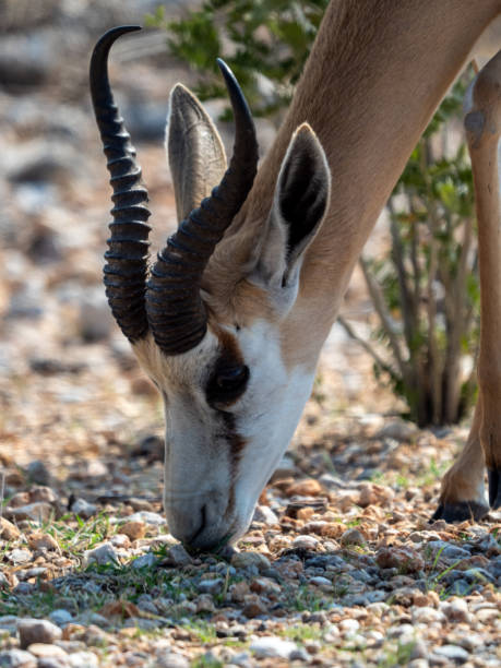 istock Closeup of a beautiful Springbok 1455693775